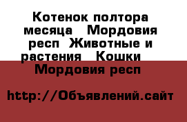 Котенок полтора месяца - Мордовия респ. Животные и растения » Кошки   . Мордовия респ.